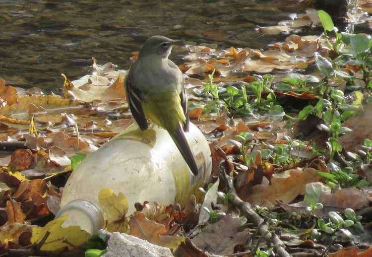 Grey Wagtail perched on a plastic bottle at the brook's edge - by @mothernaturedeb