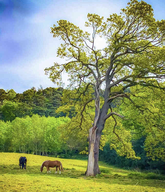 A couple of our retirement horses in the grazing field