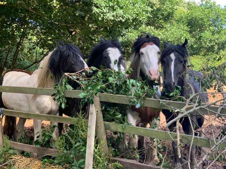 Four of our youngsters (Romany, Boxer, Paddy and Tilly) enjoying a snack