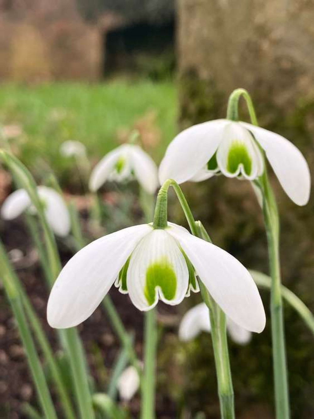 Rode Hall's Snowdrop Walks are open for visitors