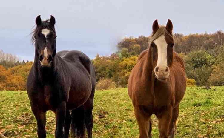 Our handsome Welsh cobs Star and Major Tom, who we discovered share a grandad!