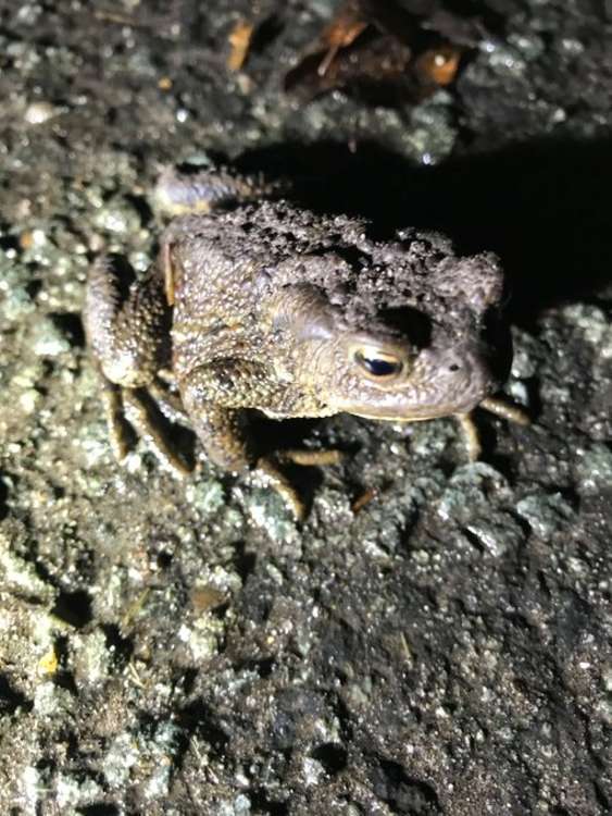 Jane Smith used her love of toads to write a poem.