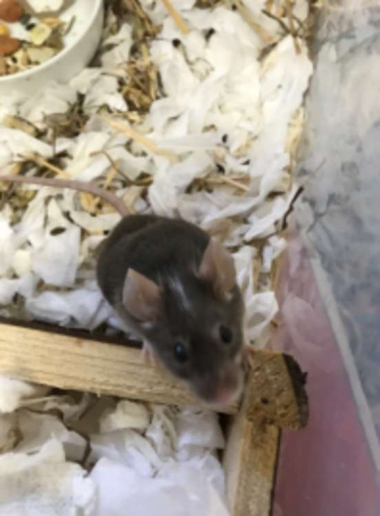 This mouse would not have survived without the RSPCA