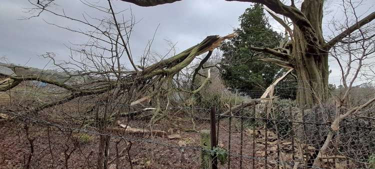 Storm damage in Collett Park. Photo by Eira Powell