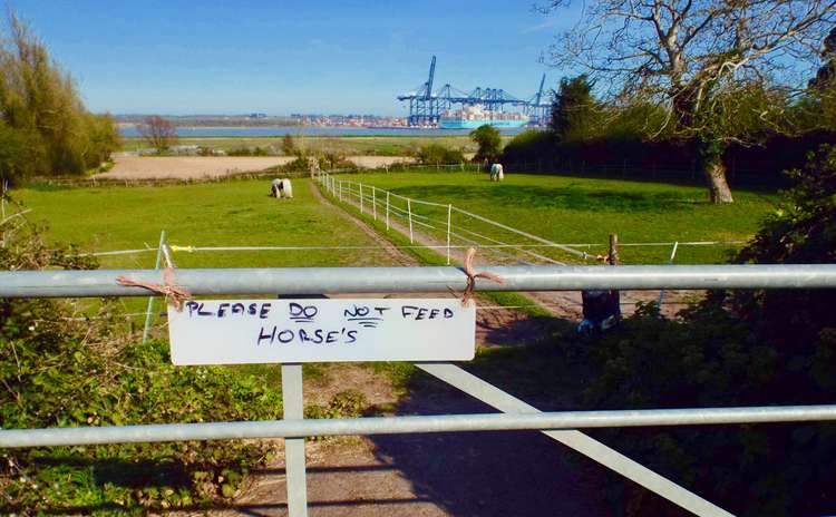 Paddock in Shotley where horses graze