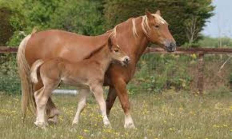 Suffolk Punch horse with foal (picture: contributed)