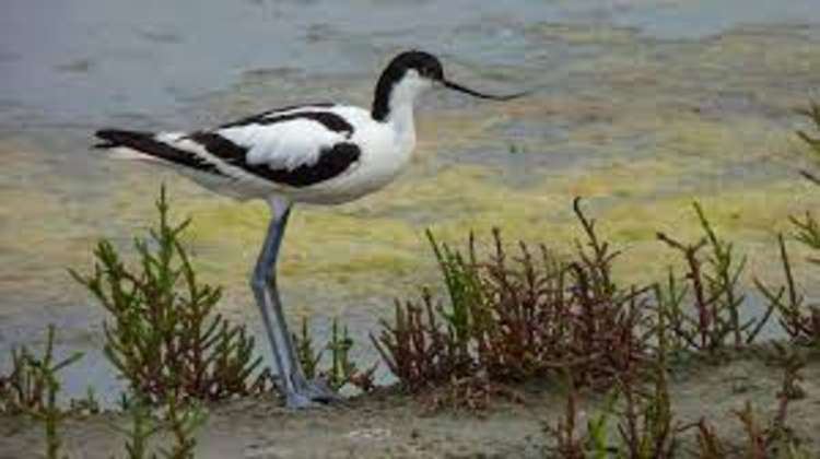 Birds in the Stour estuary will be disrupted by Bathside Bay development (Picture credit: Nub News