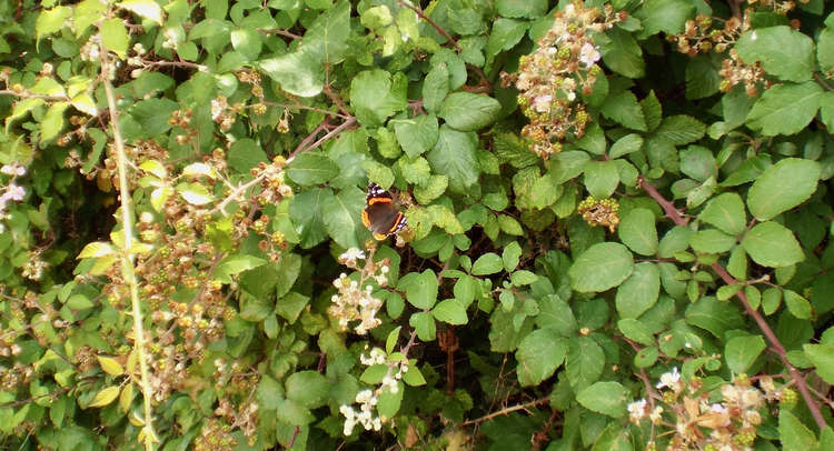 Butterflies proliferate the woods (Picture credit: Nub News)