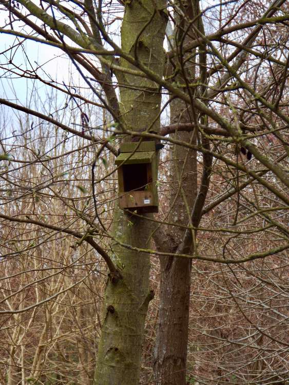 Nesting box at Golden Wood (Picture credit: Nub News)