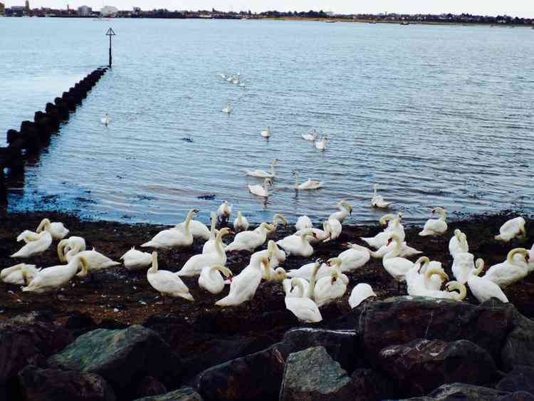 Swans by the water