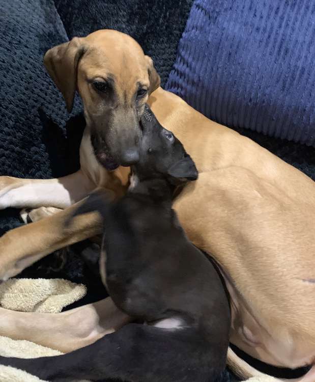 Bruno and Molly, playing. Black lurcher puppy thought to have accidentally started fire (Picture credit: Andy Miley)