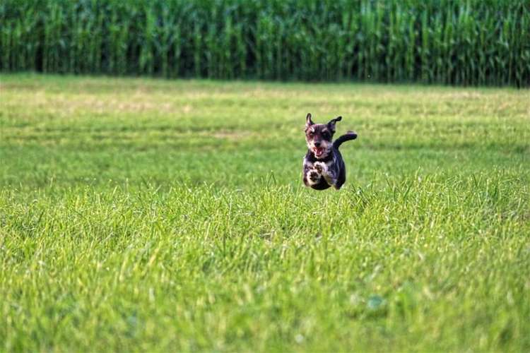 Dogs will be able to run free in paddock