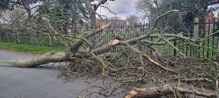 Tree down in Shotley gate