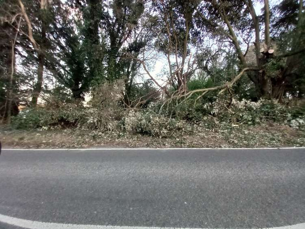 Tree cleared after landing on car on Freston Hill (Picture credit: Nub News)