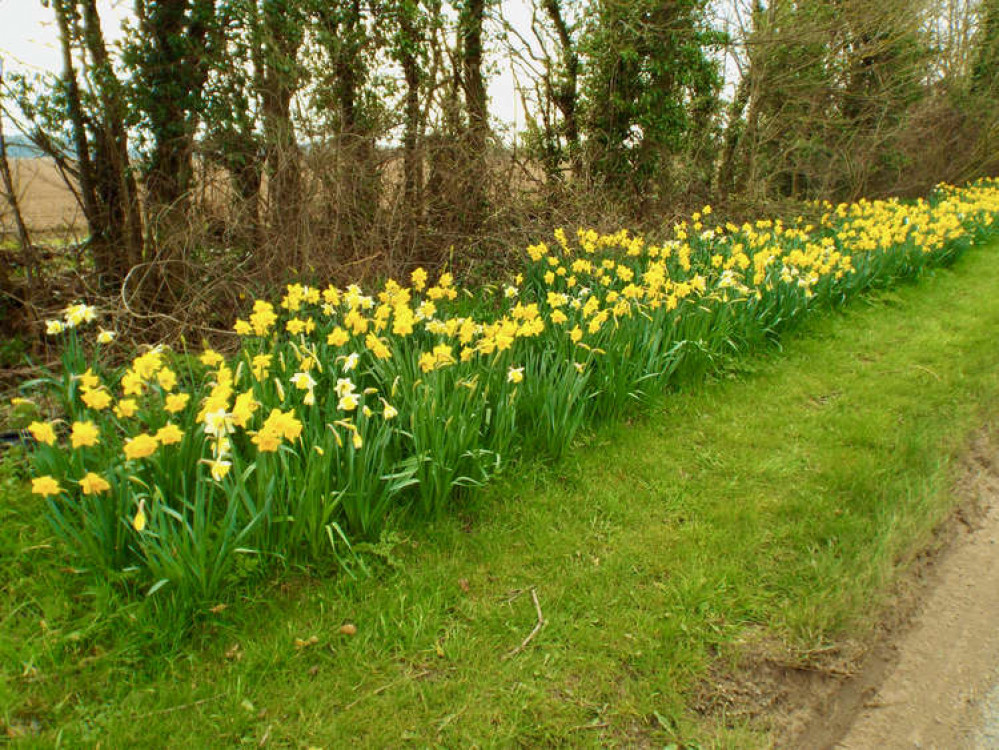 Chelmondiston plan blossoms (Picture credit: Shotley peninsula Nub News)