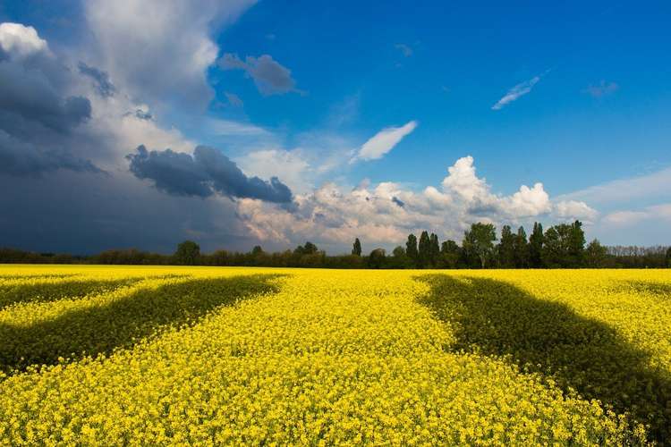 Yellow crop and blue skies inspired Ukraine flag