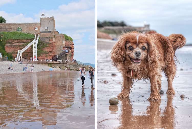 L: Jacob's Ladder. R: John's dog, Poppy. Credit: John Davis