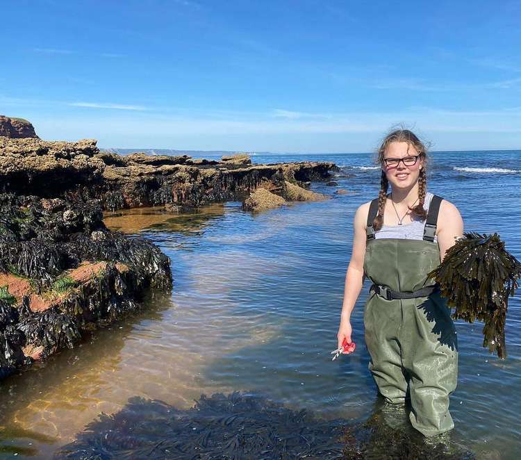 Ebb Tides director Ellie Hattrell harvesting seaweed from Sidmouth