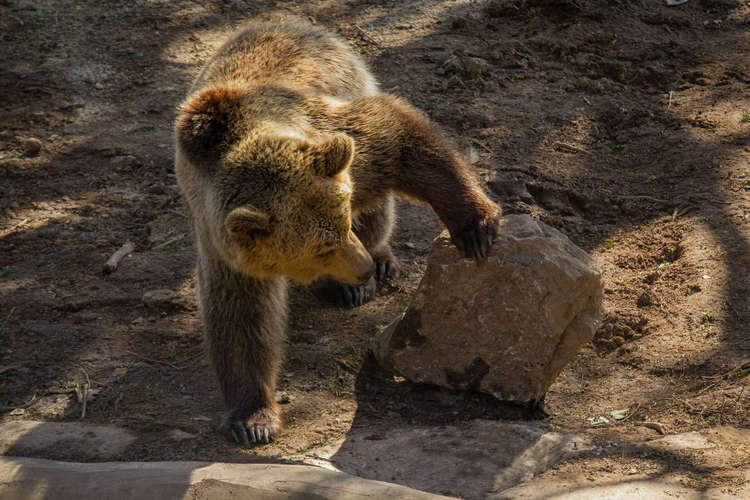 Bear cub (Matthew Newby SWNS)