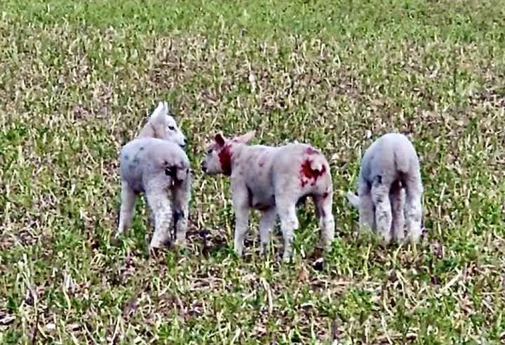 Lambs were killed and injured in the attack. Photo: Swadlincote SNT