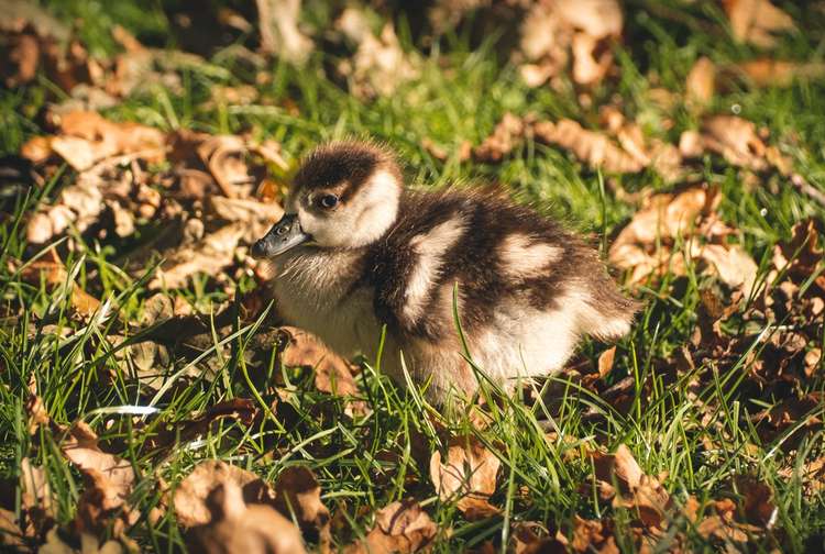 An adorable fluffy gosling in Bushy Park this month (Image: @thisnorthernboy)