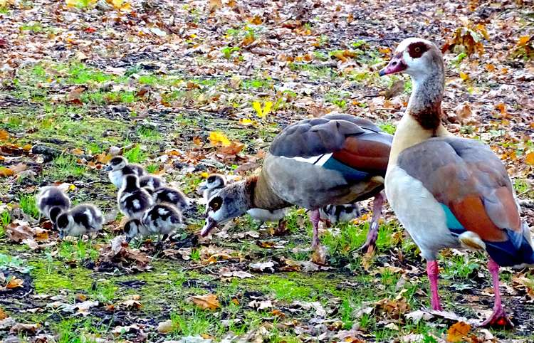 The Egyptian geese family with all nine goslings (Image: @carlywarly1964)