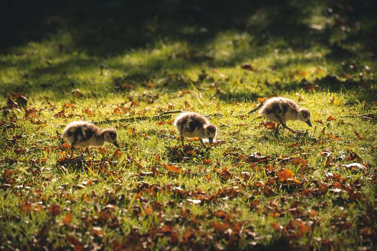 A trio of goslings in the November sun (Image: @thisnorthernboy)