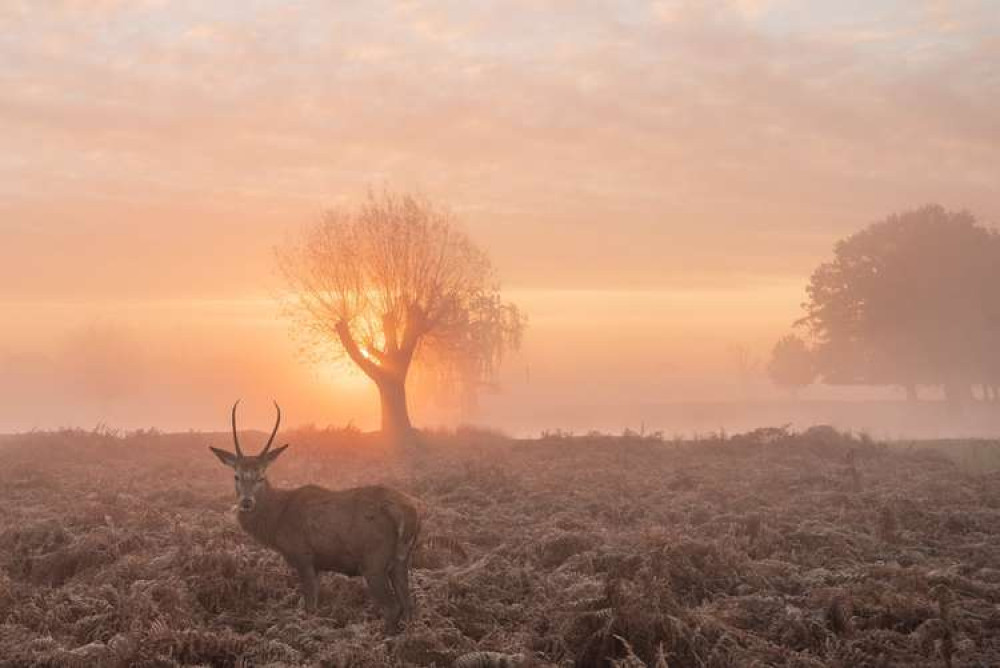 Deer in the morning mist at Teddington's Bushy Park (Image: Sue Lindenberg)