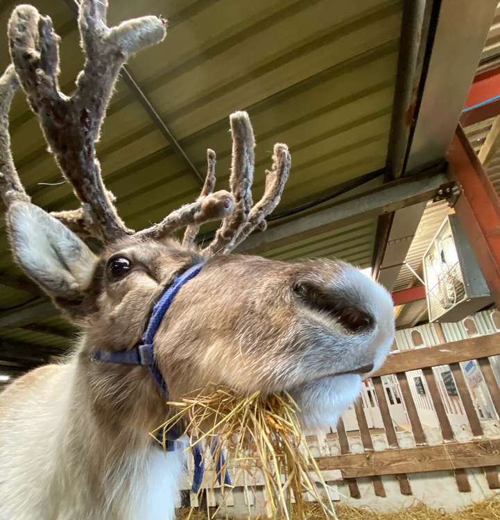 Santa's helpers will be getting a day off to visit the Lights Up event (Image: The Reindeer Centre)