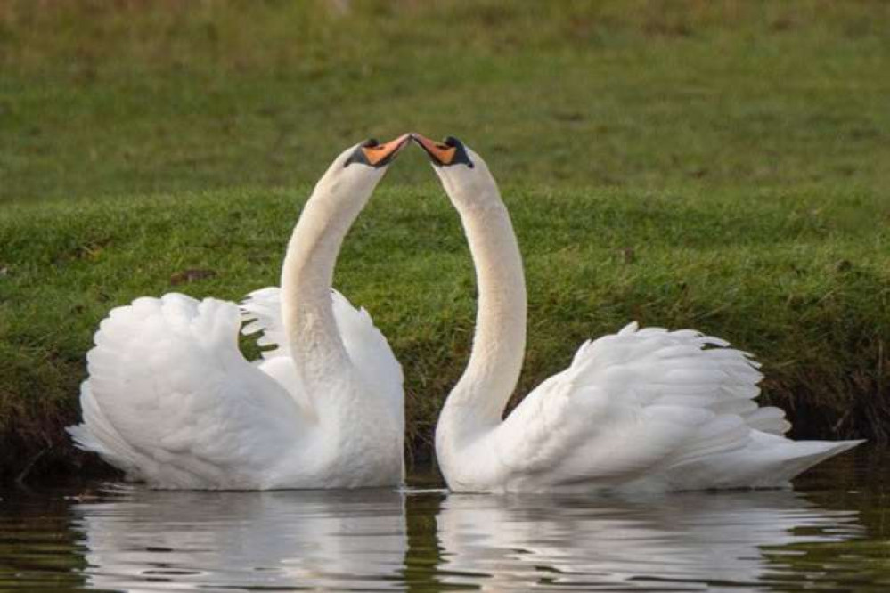 Swans in Bushy Park (Image: Sue Lindenberg)