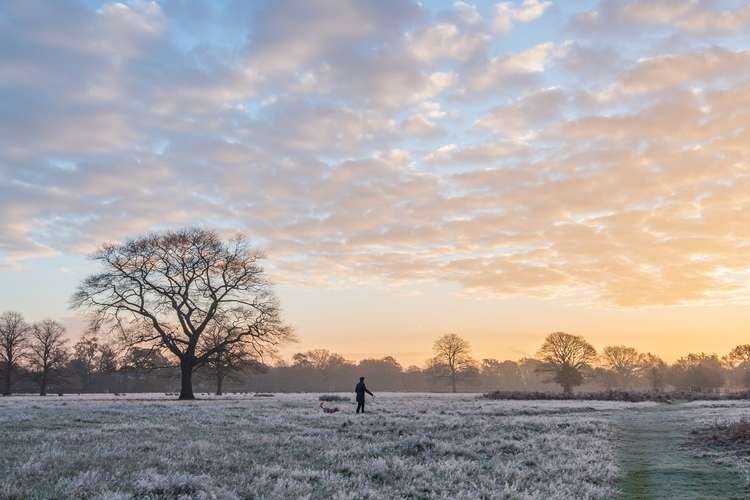 A gorgeous wintery scene in Teddington's Bushy Park (Image: Sue Lindenberg)