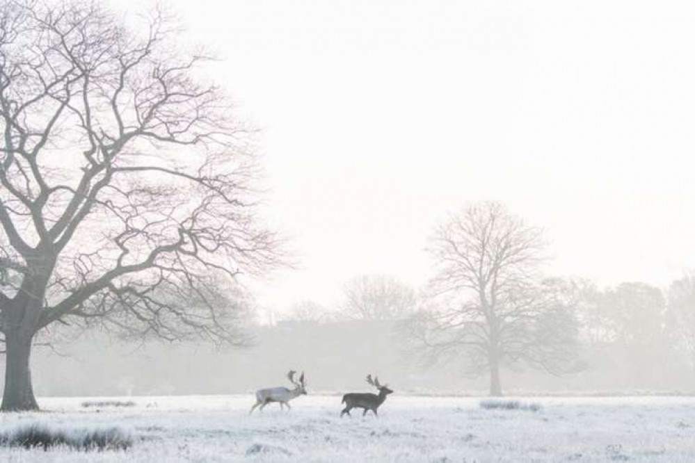 Teddington: A wintery morning in Bushy Park (Image: Sue Lindenberg)