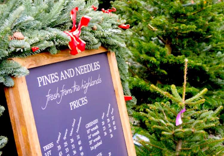 Pines and Needles trees are grown in Scotland - find them in Bushy Park (Image: Pines and Needles)