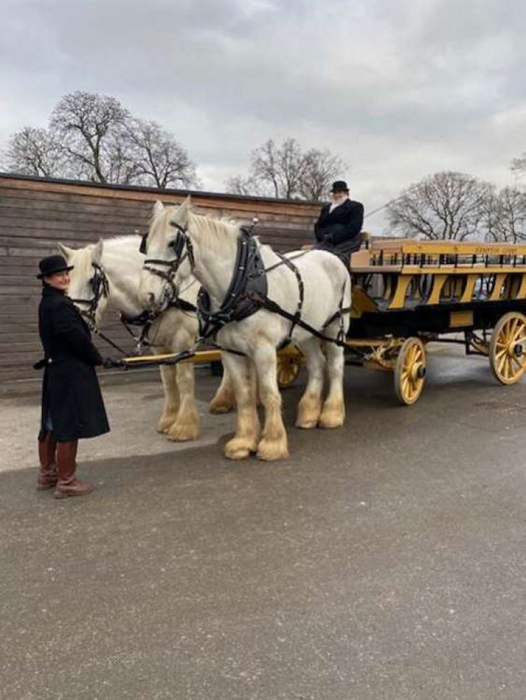 Shire horses Nobby and Heath get ready for another trot through Bushy Park