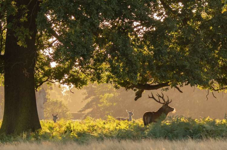 Bushy Park is one of Richmond borough's many attractions (Image: Sue Lindenberg)