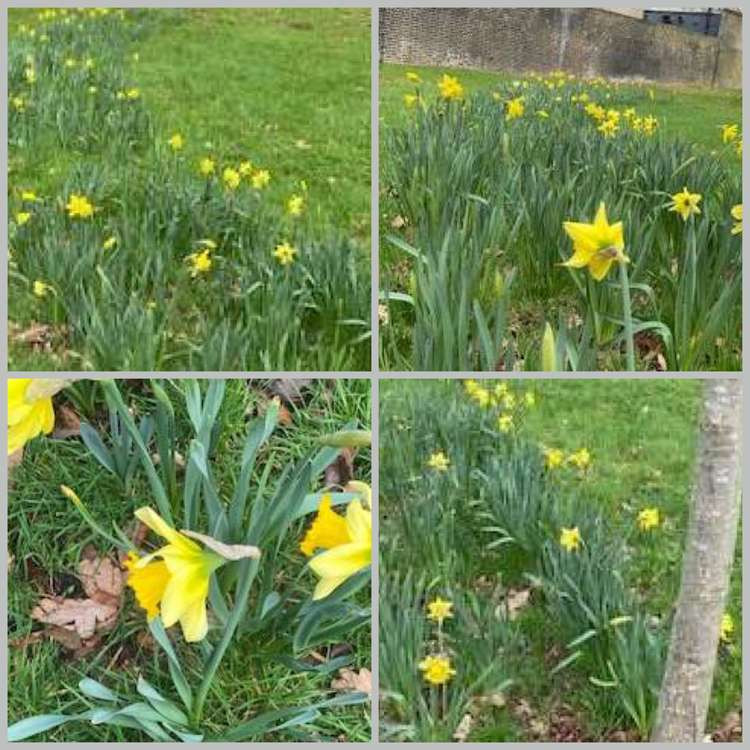 Daffodils are in bloom across Richmond borough including Home Park - despite it still being winter (Images: Stuart Higgins)