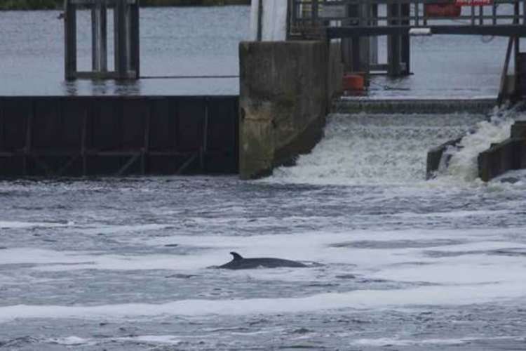 A minke whale calf got stuck at the lock, making international news (Image: Ellie Brown)