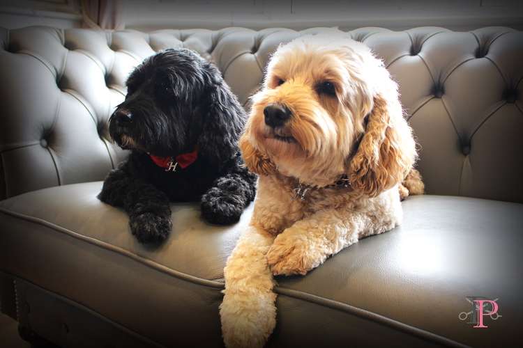 Perfect Pooch in Teddington is looking for dog groomers (Image: Perfect Pooch)