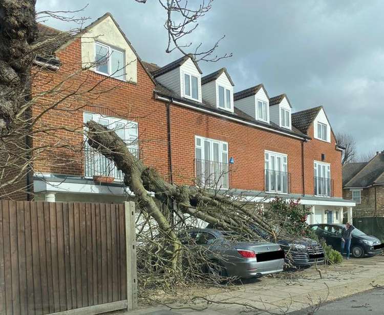 Another tree on Kingston Lane broke apart (Image: Nub News)