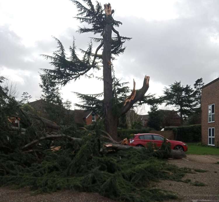 The tree fell by the Redlands flats on Cromwell Road