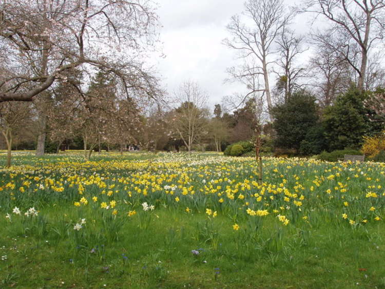 The Wilderness - famous for its daffodils - will be free to walk around this weekend (Image: David Hawgood)