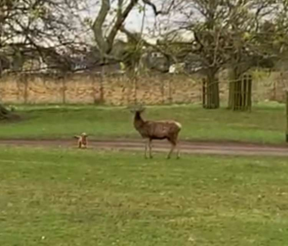 Warnings have been issued to dog owners following 26 incidents of pets chasing deer in Richmond and Bushy Royal Parks in March alone. Credit: Royal Parks Police.