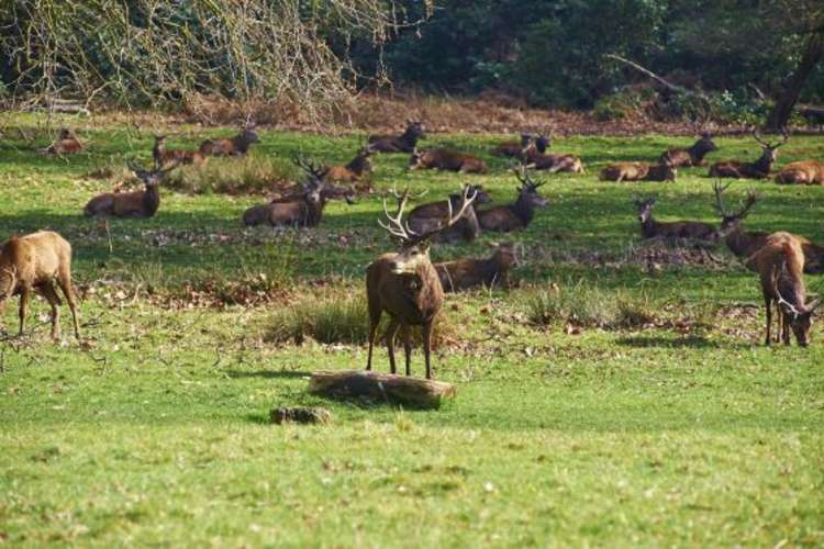 The 630 red and fallow deer that freely roam around Richmond Park are the big pull on this walk and there's a good chance that you'll see them.