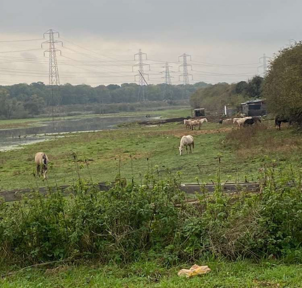 Horses grazing on soaked and flooded land off Ship Lane despite a ruling from Thurrock Council that they should have been moved at the beginning of the month.