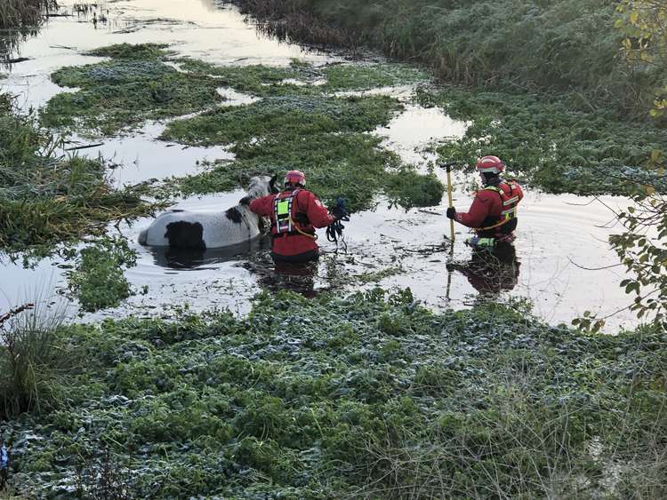 Firefighters wade to the water to reach the horse.