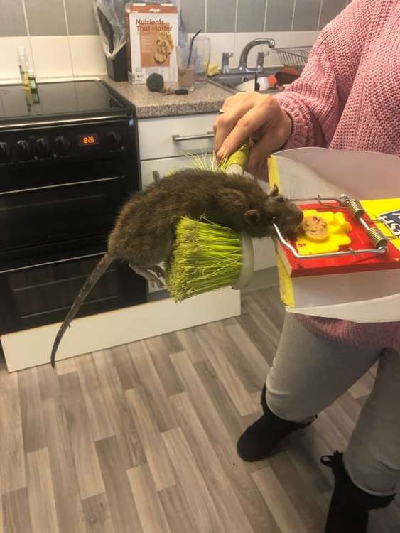 The rat killed by a trap under kitchen units in the mum's flat.