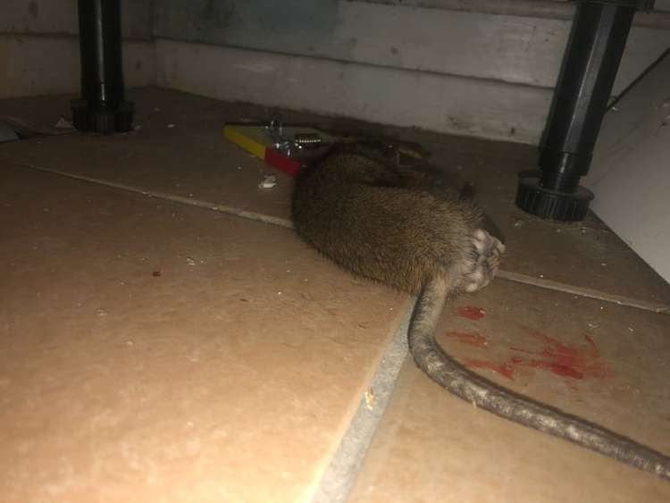 The rat killed by a trap under kitchen units in the mum's flat.