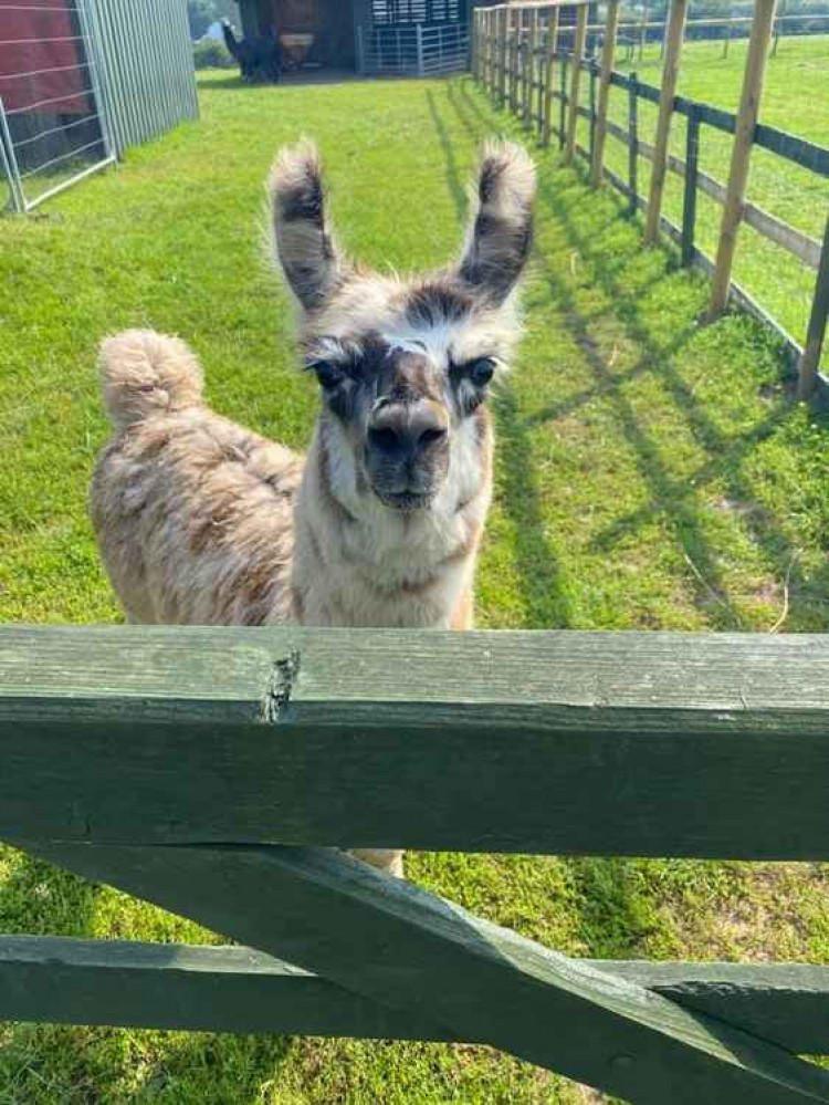 One of the llamas on Dr. Cox's farm