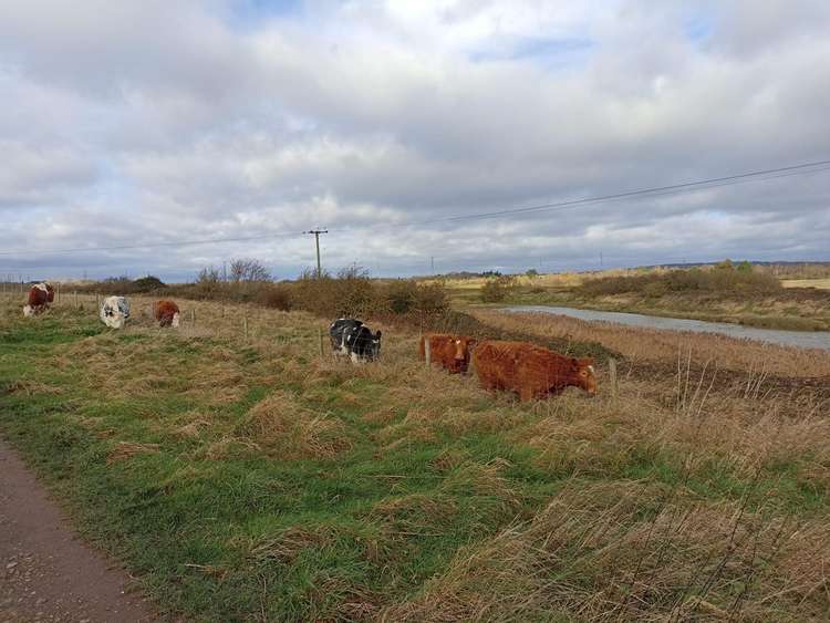 Cows had to be moved while the repairs are carried out.