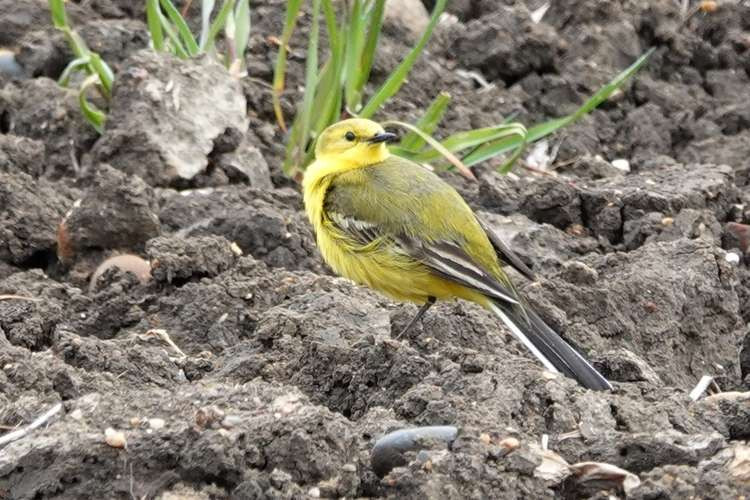 The Yellow Wagtail is among birds the project is hoping to protect.